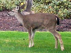 Black-tailed Deer